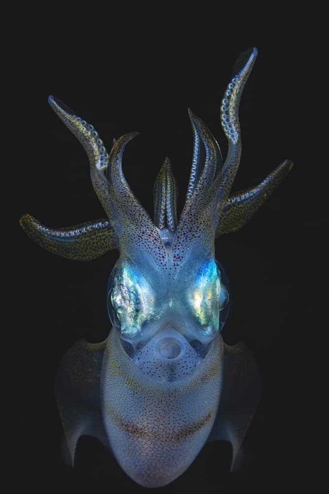 Luminous Deep Sea Squid by Barathieu Gabriel — canvas wall art