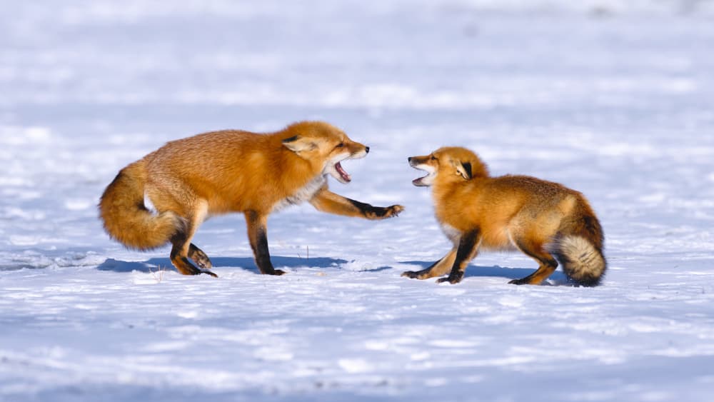 Winter Fox Squabble by Gavin Lam — canvas wall art