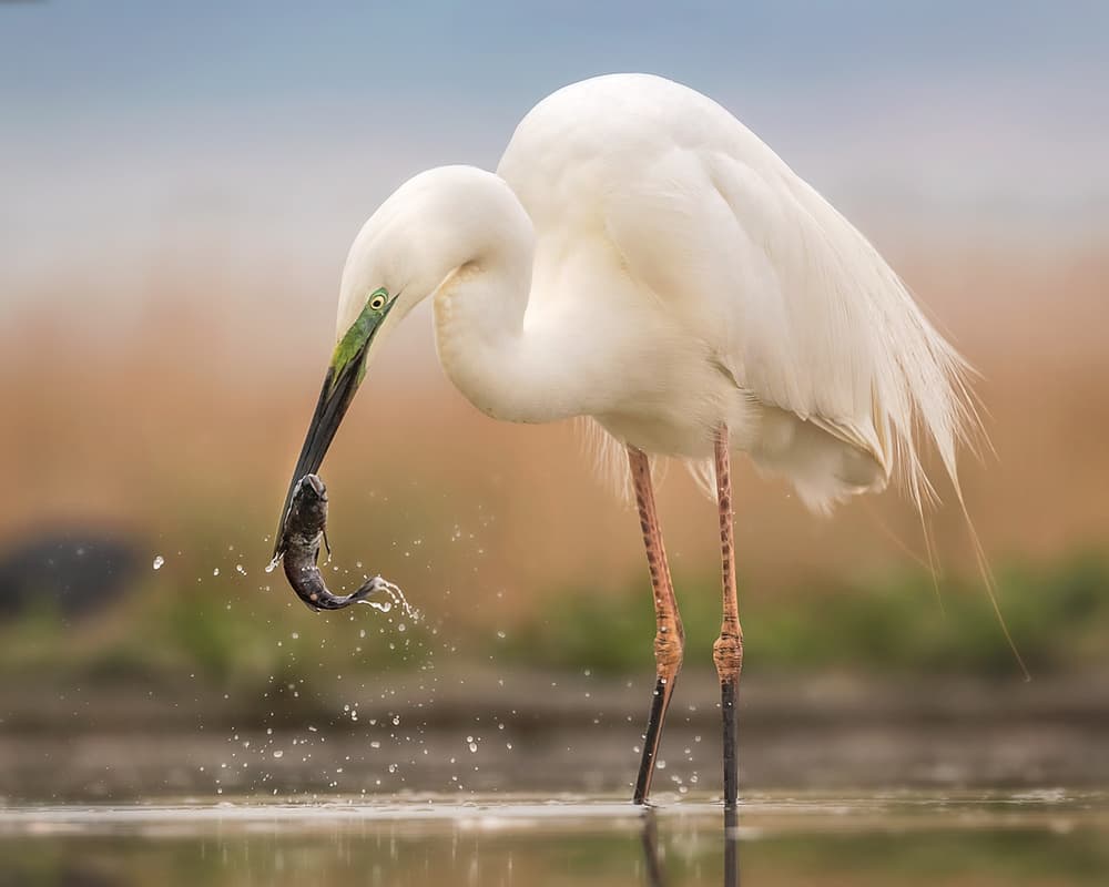 Great Egret Fishing by Annie Poreider — canvas wall art