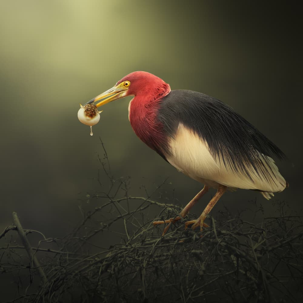 Tricolored Heron's Catch by Biao Huang — canvas wall art