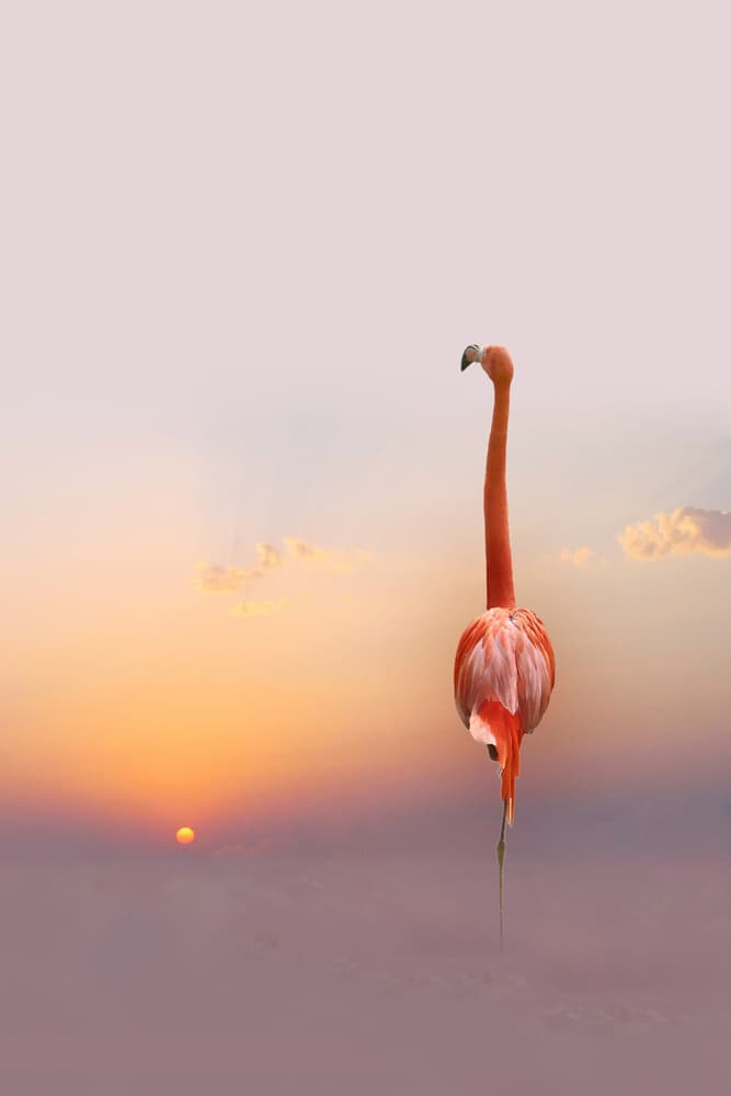 Pink Flamingo Sunset Sky by Anna Cseresnjes — canvas wall art