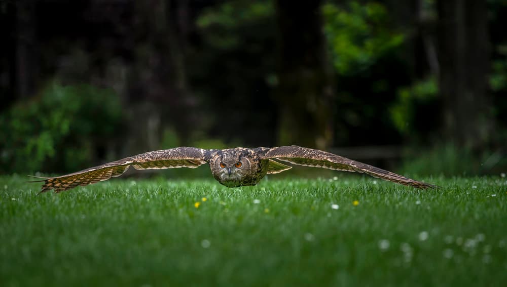 Majestic Owl In Flight by Chris Coenders — canvas wall art