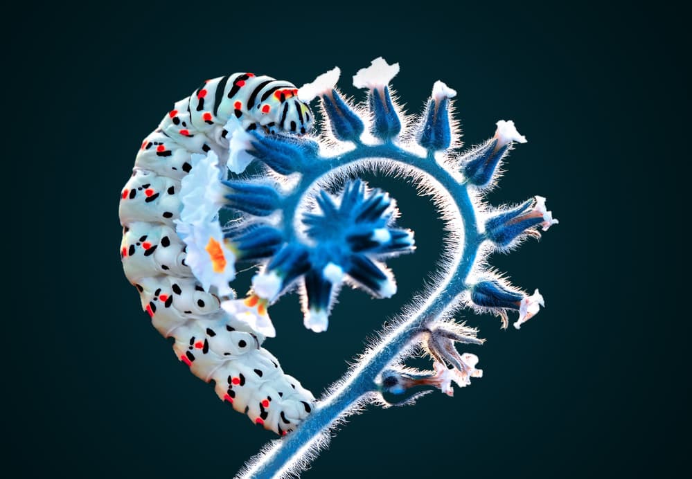 Glowing Spiral Caterpillar by Mustafa öztürk — canvas wall art