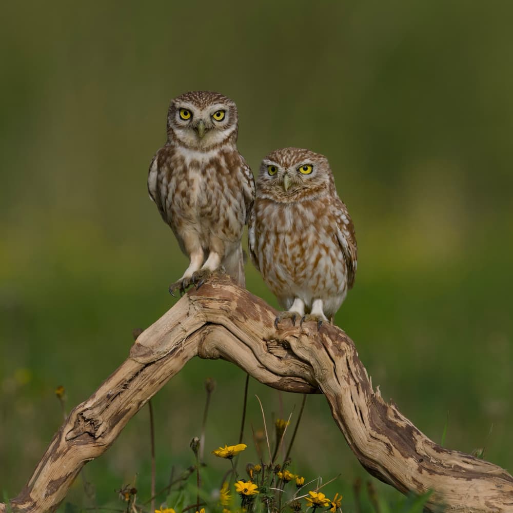 Owls on a Branch by David Manusevich — canvas wall art