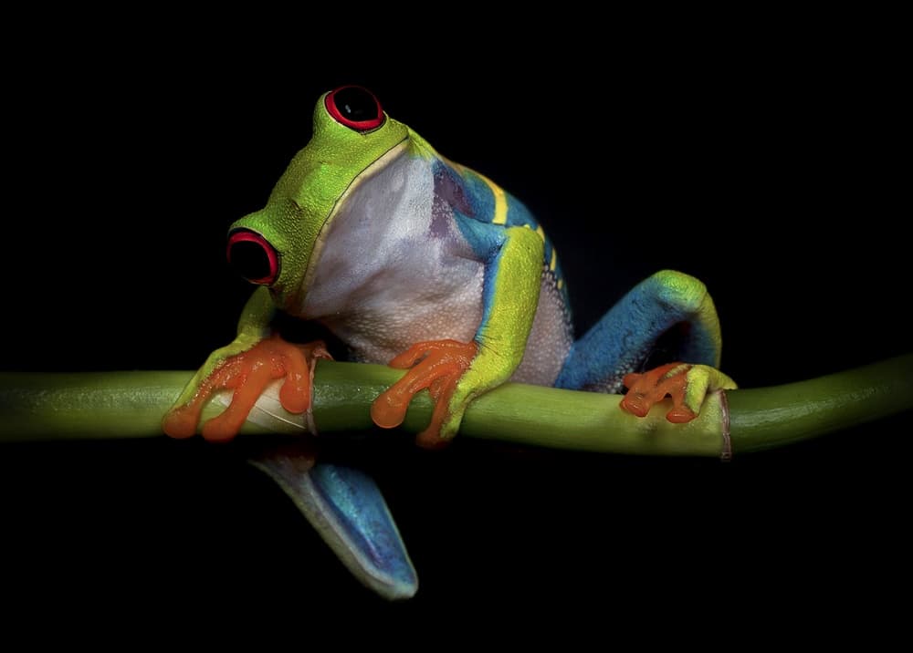 Vibrant Red-Eyed Frog
