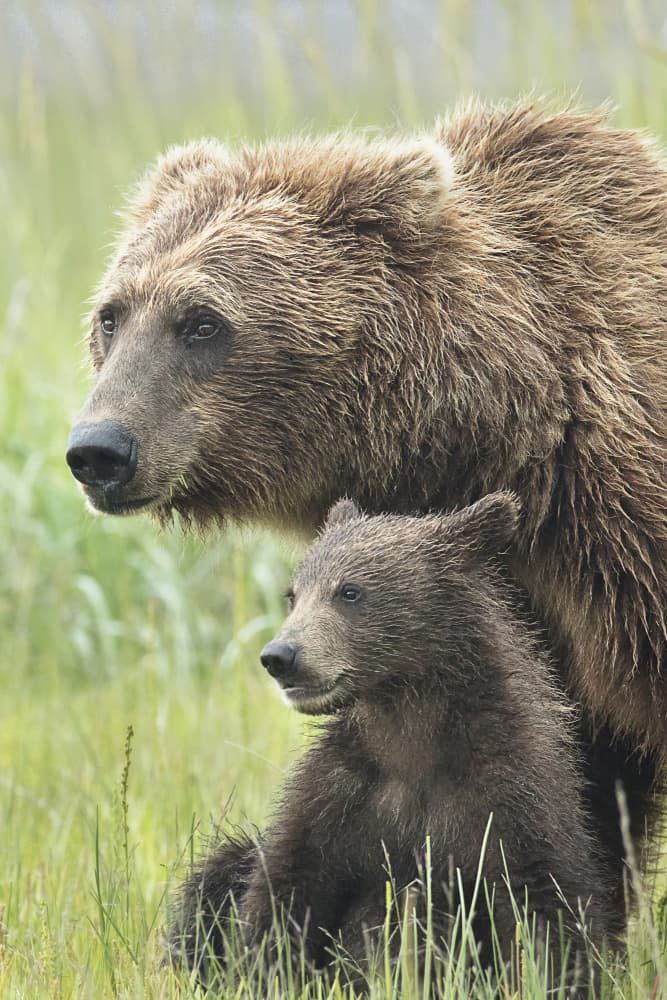 Mother Bear and Cub by Linda D Lester — canvas wall art