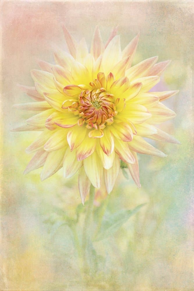 Soft Yellow Dahlia by Jacky Parker — canvas wall art