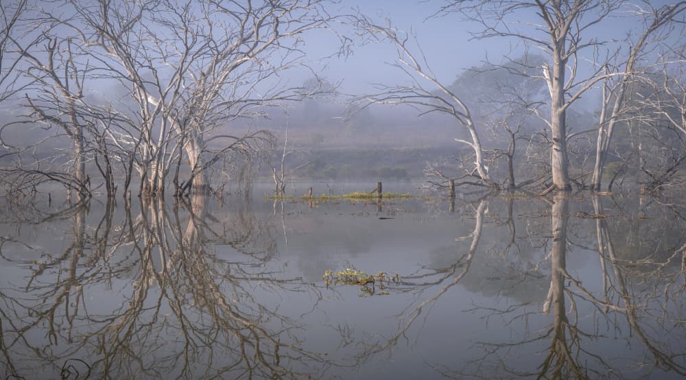 Misty Water Tree Reflections by Emanuel Papamanolis — canvas wall art