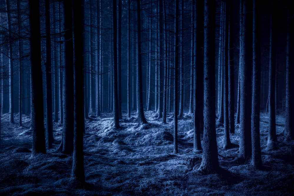 Dark Blue Forest Night