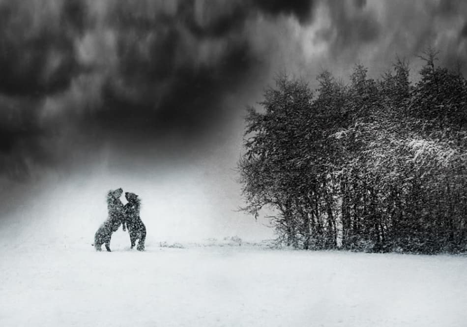 Dogs in Snowstorm by bernadette Nooij — canvas wall art