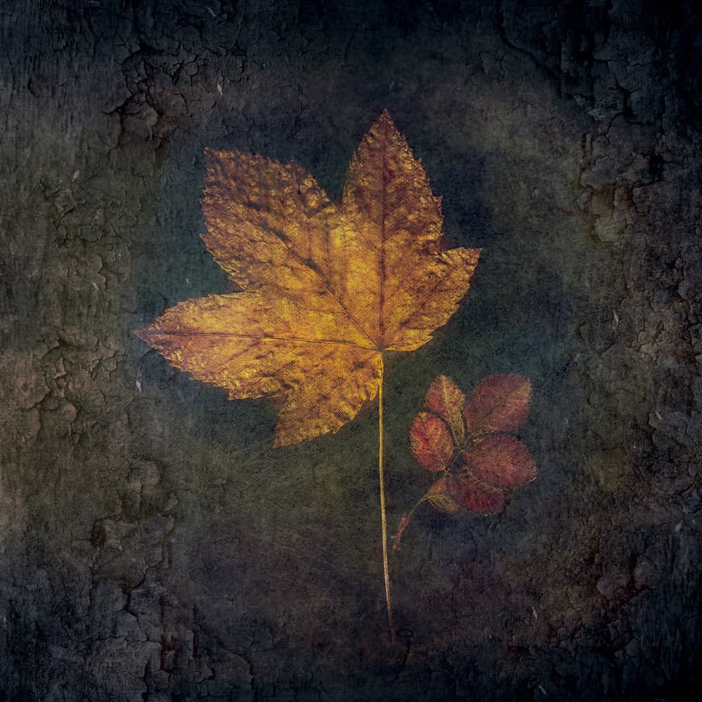 Golden Autumn Leaves by Cicek Kiral — canvas wall art