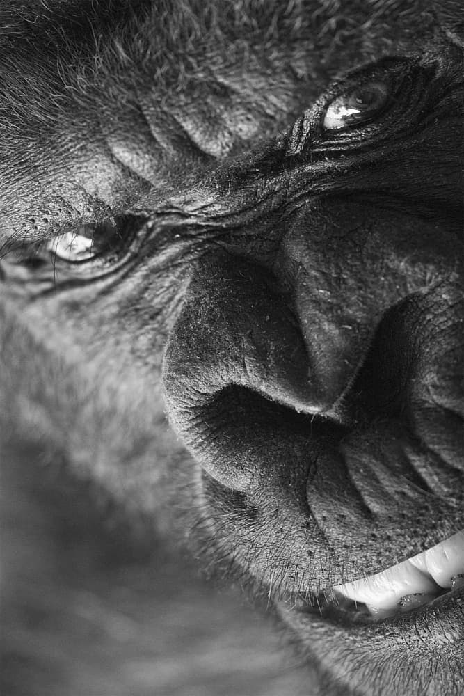 Intense Gorilla Portrait by François Audet — canvas wall art