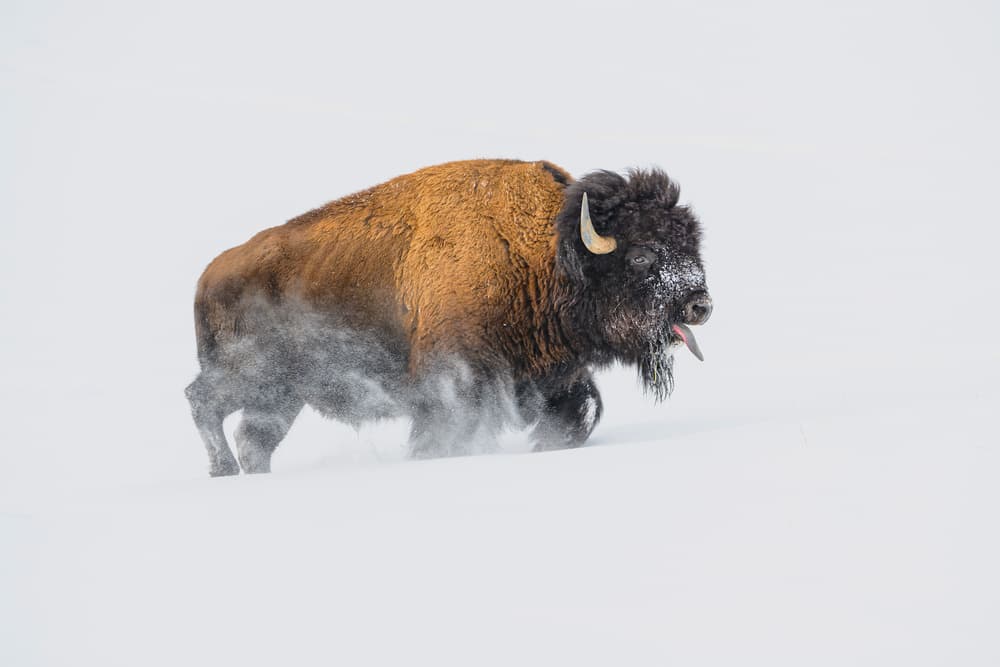 Majestic Winter Bison by Debbie Hunt — canvas wall art