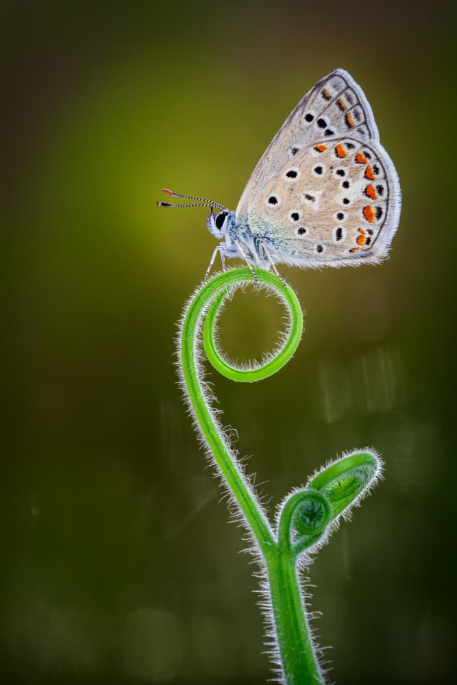 Delicate Butterfly Spiral by Gustavo Ribes — canvas wall art