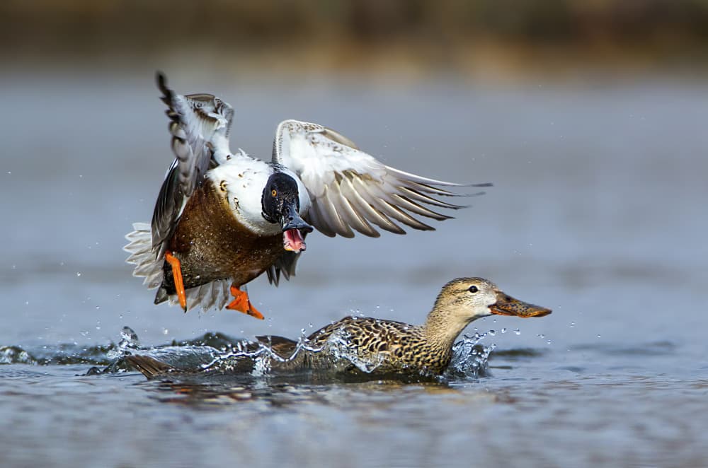 Wild Shoveler Action by verdon — canvas wall art