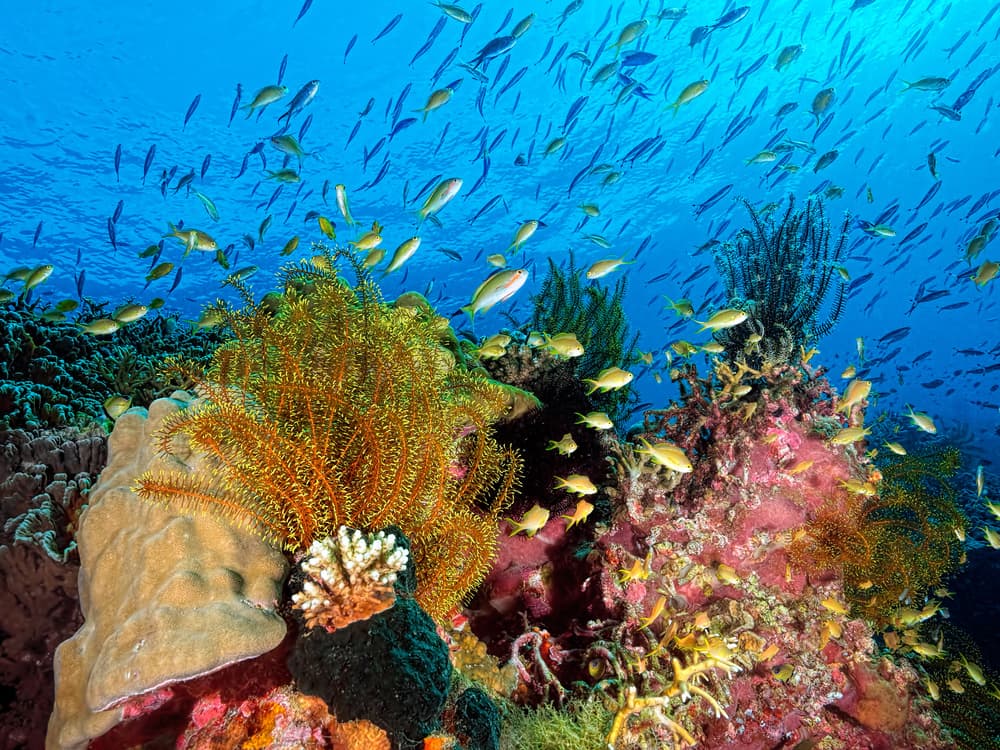 Vibrant Coral Reef Fish by Henry Jager — canvas wall art