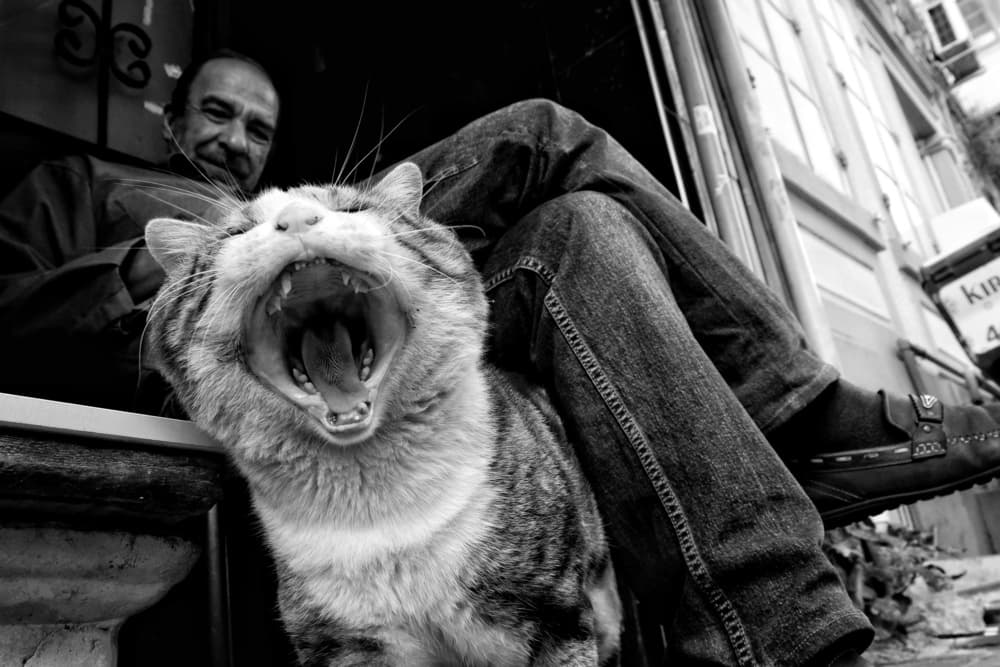 Yawning Cat Smiling Man by Ali Ayer — canvas wall art