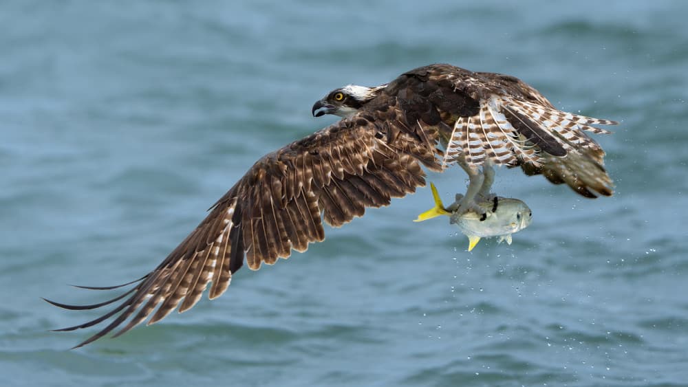 Osprey's Ocean Catch by John Fan — canvas wall art