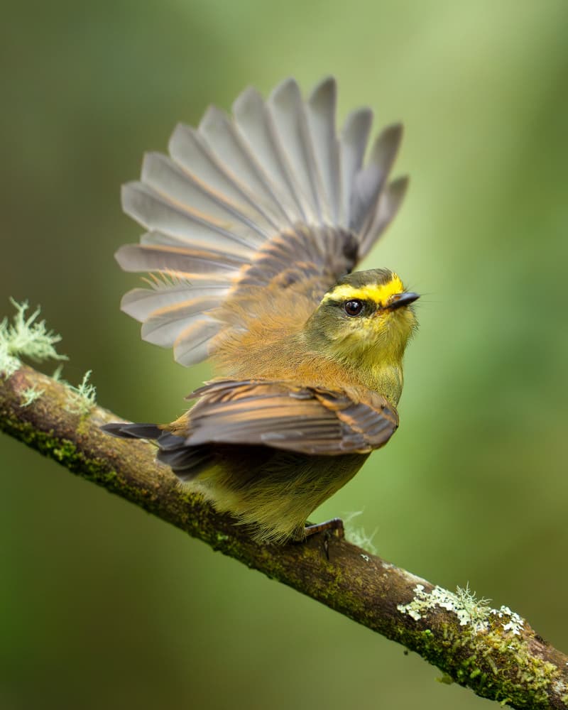 Vibrant Warbler Spreads Wing by Lisandro PEREZ — canvas wall art