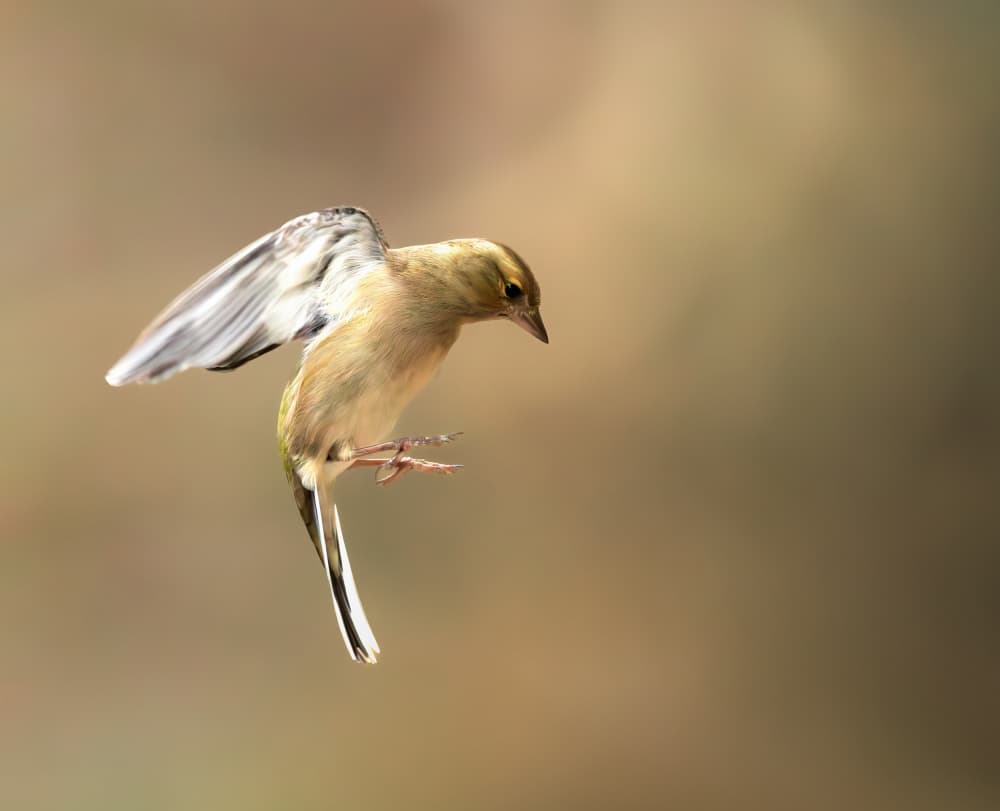 Golden Bird Takes Flight by Marco Barisone — canvas wall art