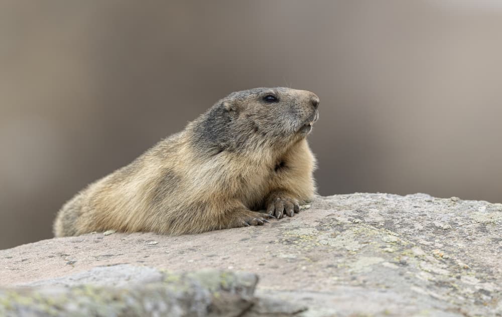 Observant Alpine Marmot by Marco Barisone — canvas wall art