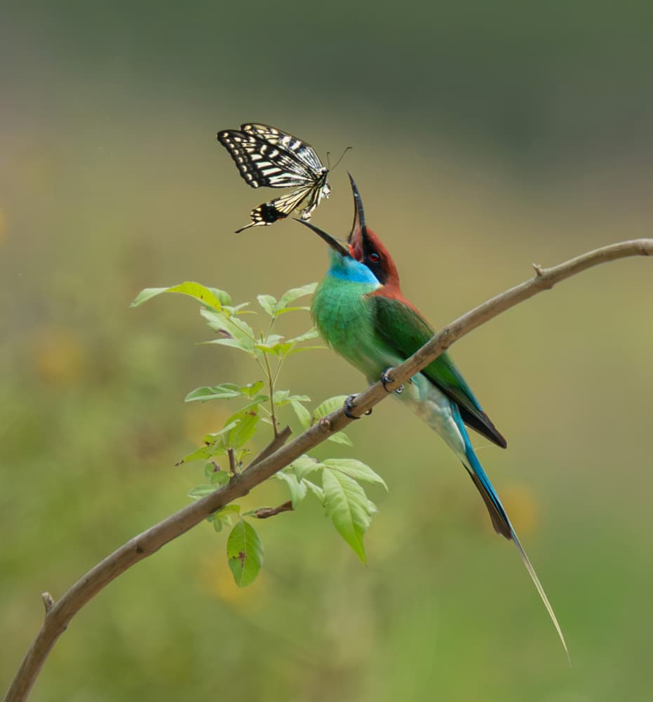 Bird Meets Butterfly by Mei Hu — canvas wall art