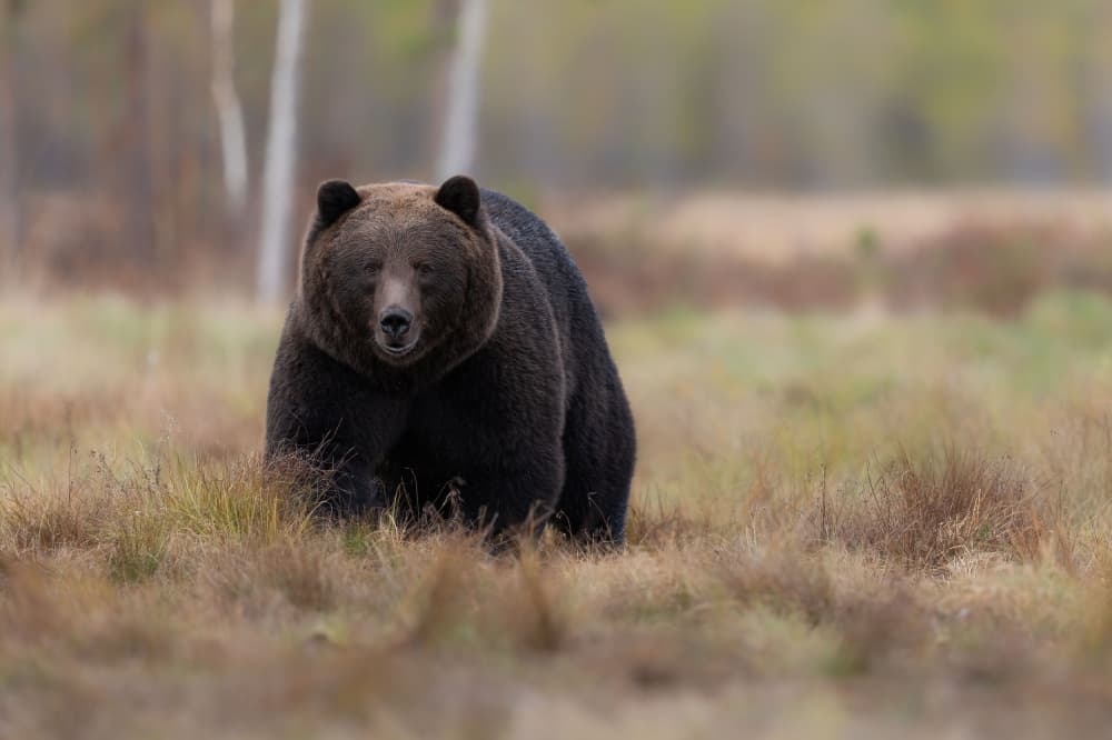 Powerful Wild Bear by Marco Barisone — canvas wall art