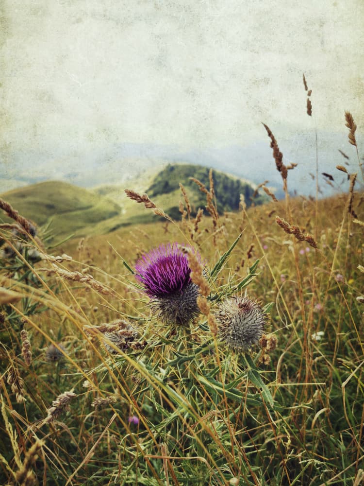 Purple Thistle Mountain View by Angelo Cerantola — canvas wall art