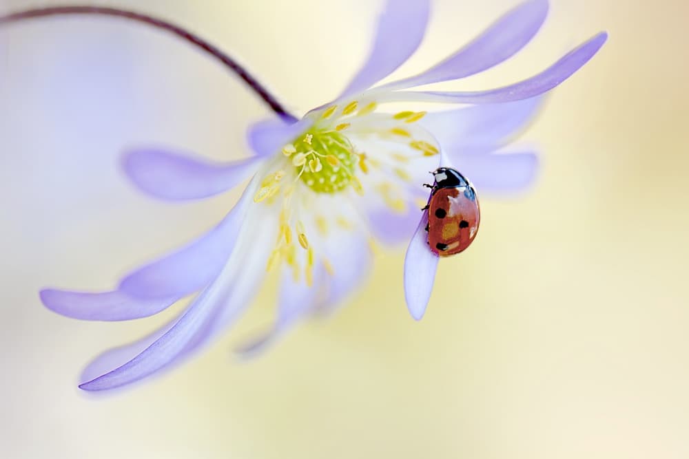 Delicate Ladybug Bloom by Jacky Parker — canvas wall art