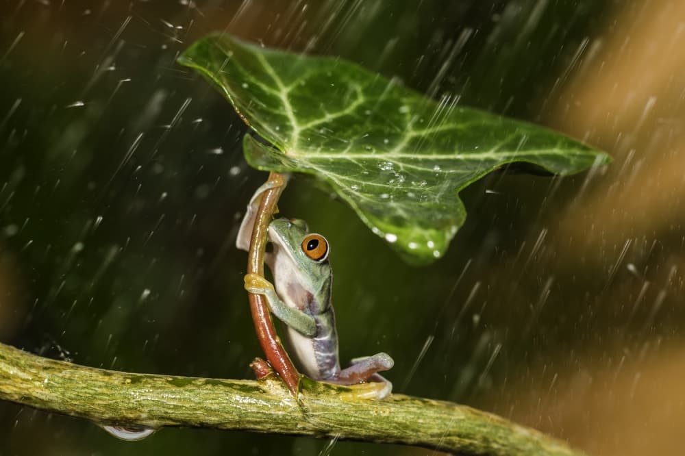 Frog Under Leaf Umbrella
