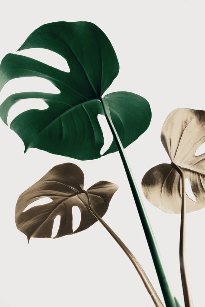 Tropical Monstera Foliage by Pictufy Studio III — canvas wall art