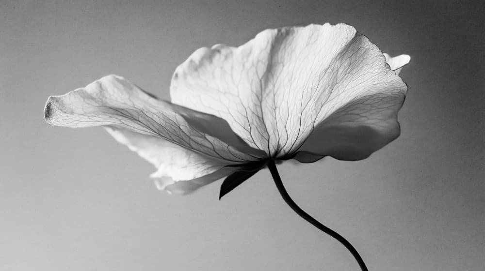 Delicate Petal Dance by Treechild — canvas wall art