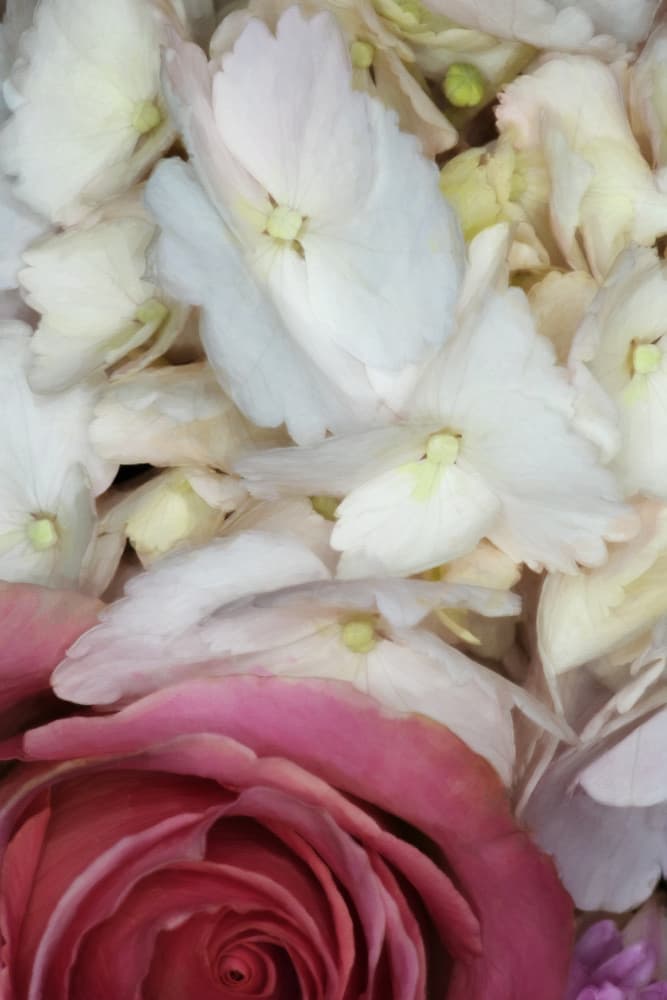 Soft Pink Rose Blooms by Lynann Colligan — canvas wall art