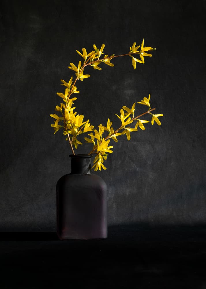 Yellow Forsythia Vase by Wendy Xu — canvas wall art