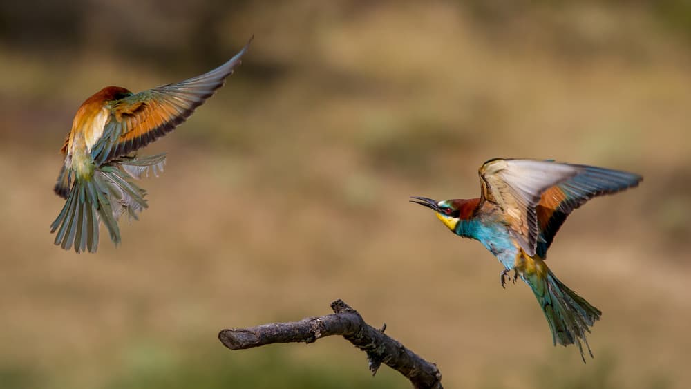 Vibrant Birds in Flight by Barré Thierry — canvas wall art