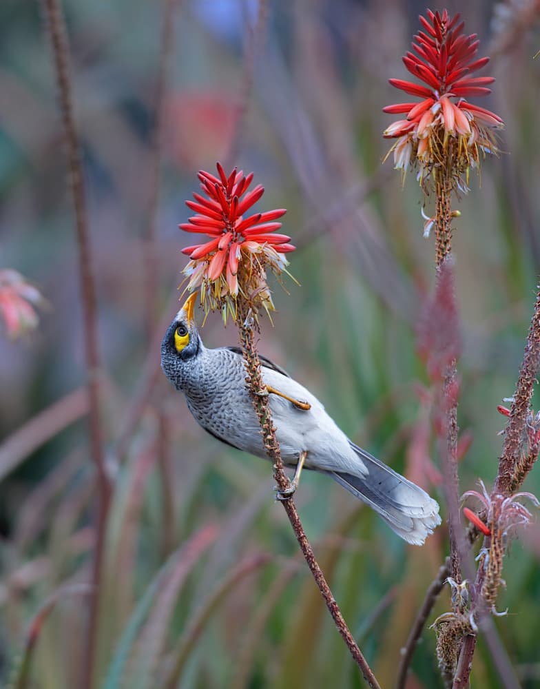 Bird Feeding Red Bloom by Emanuel Papamanolis — canvas wall art