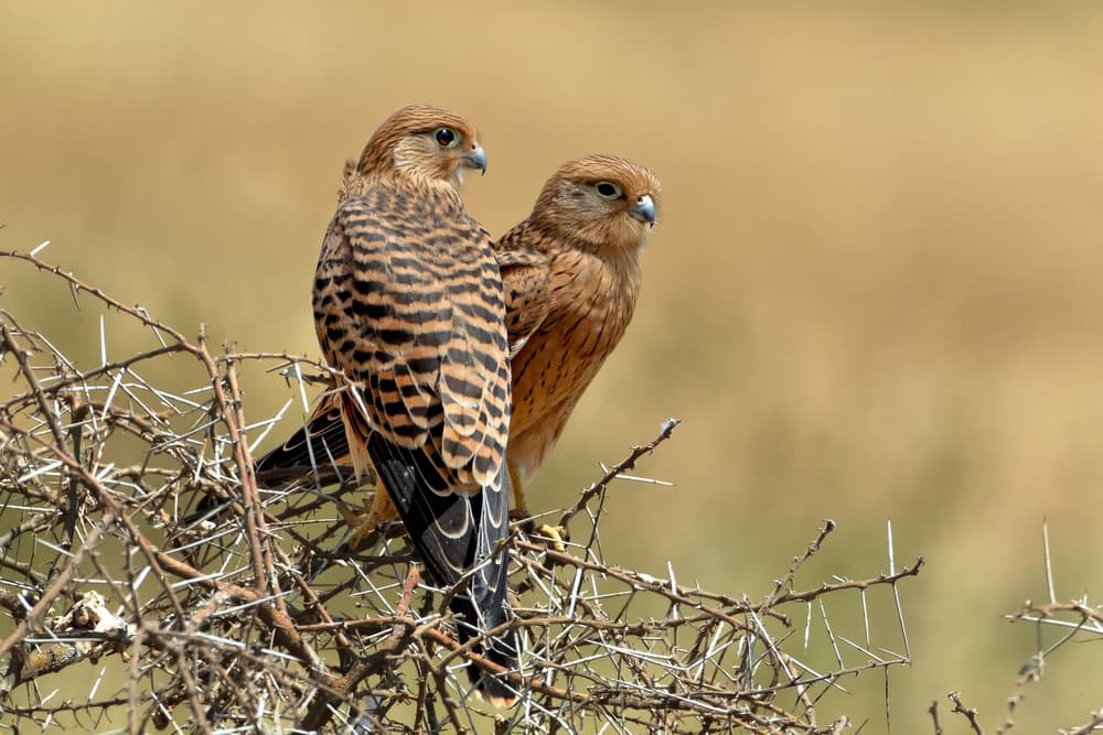 Kestrels On Thorns by Nicolás Merino — canvas wall art
