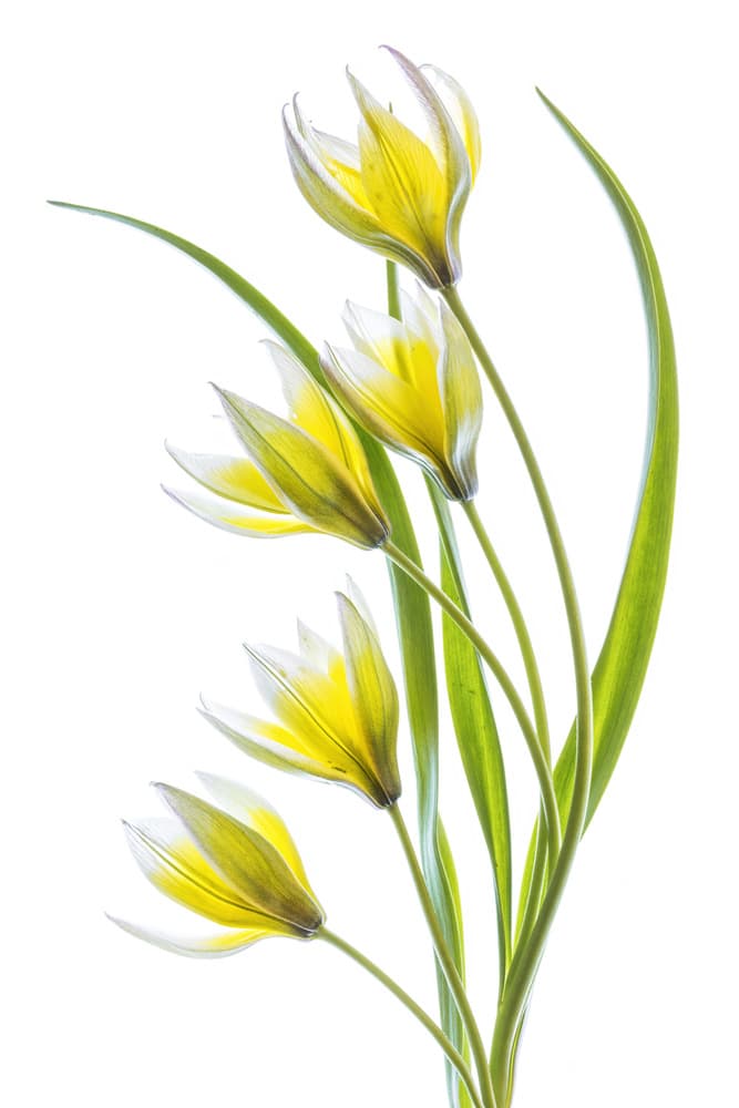 ~Tulipa by Mandy Disher — canvas wall art