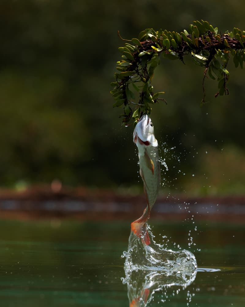 Fish Catches Greenery by Lisdiyanto Suhardjo — canvas wall art