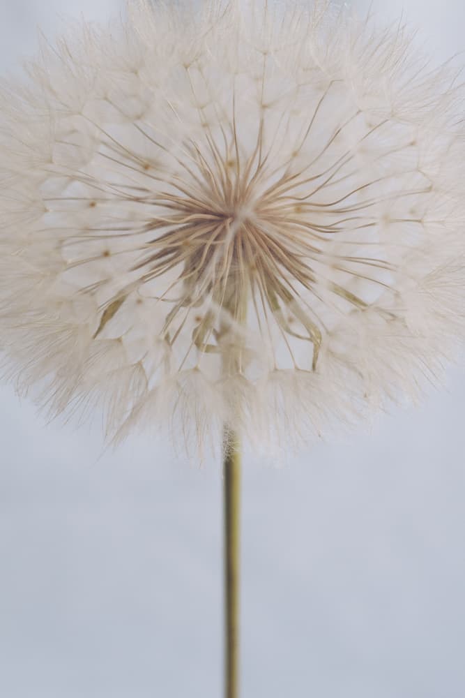 Delicate Dandelion by uplusmestudio — canvas wall art