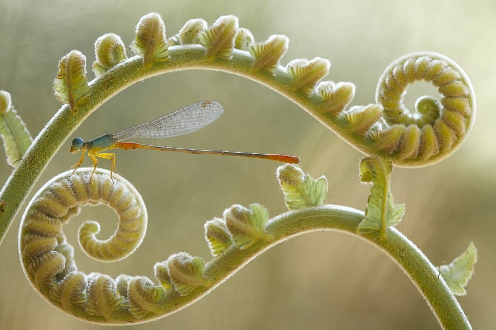 Delicate Damselfly on Fern by Abdul Gapur Dayak — canvas wall art
