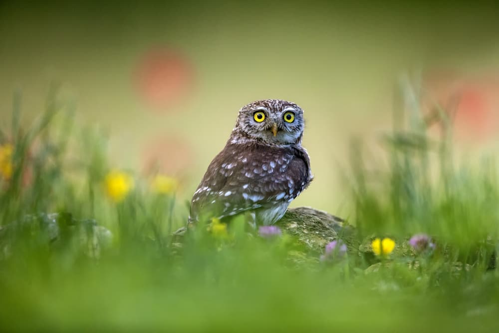 Curious Little Owl by Marco Redaelli — canvas wall art
