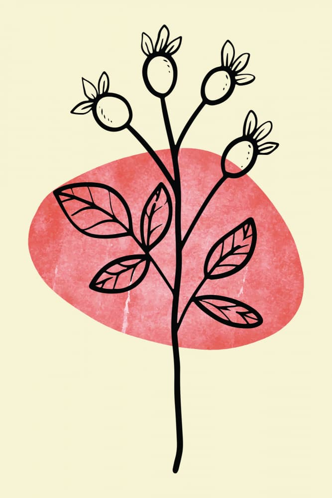 Abstract Rosehip Drawing by jay stanley — canvas wall art