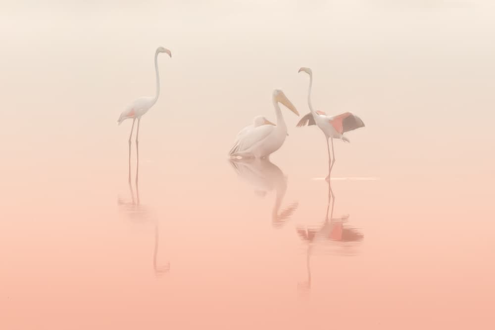 Pink Water Birds by Natalia Rublina — canvas wall art