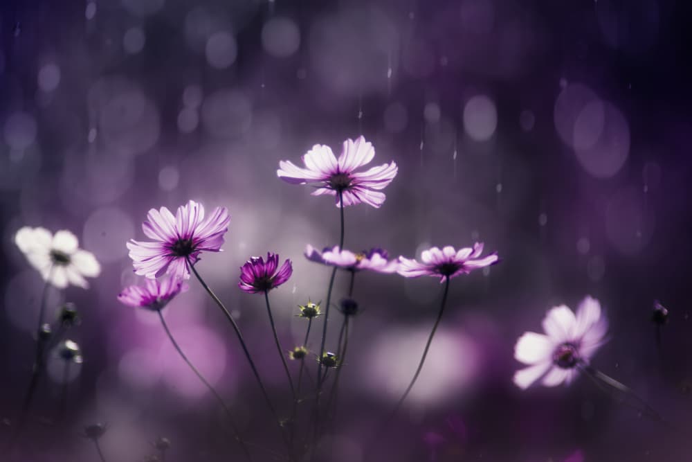 Dreamy Purple Cosmos by Takashi Suzuki — canvas wall art