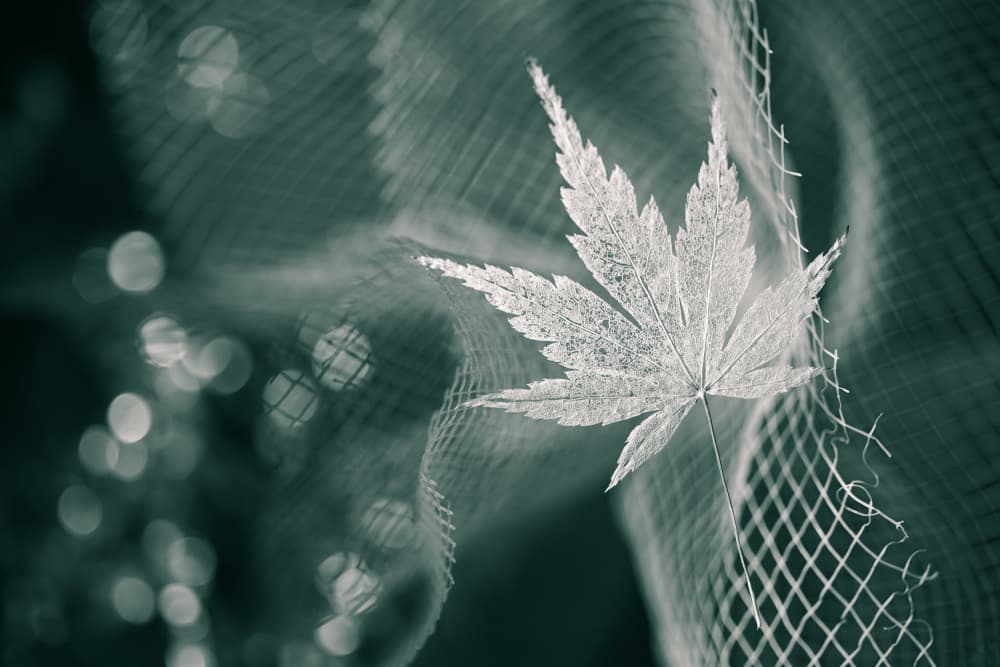 Ethereal Skeleton Leaf by Shihya Kowatari — canvas wall art