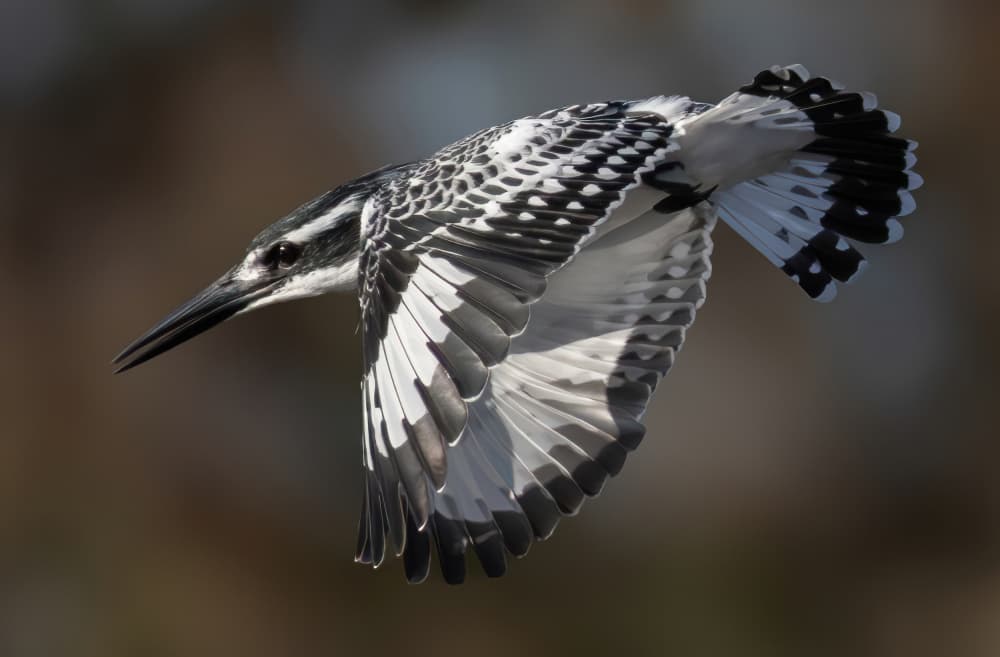 Pied Kingfisher In Flight by Guy Wilson — canvas wall art