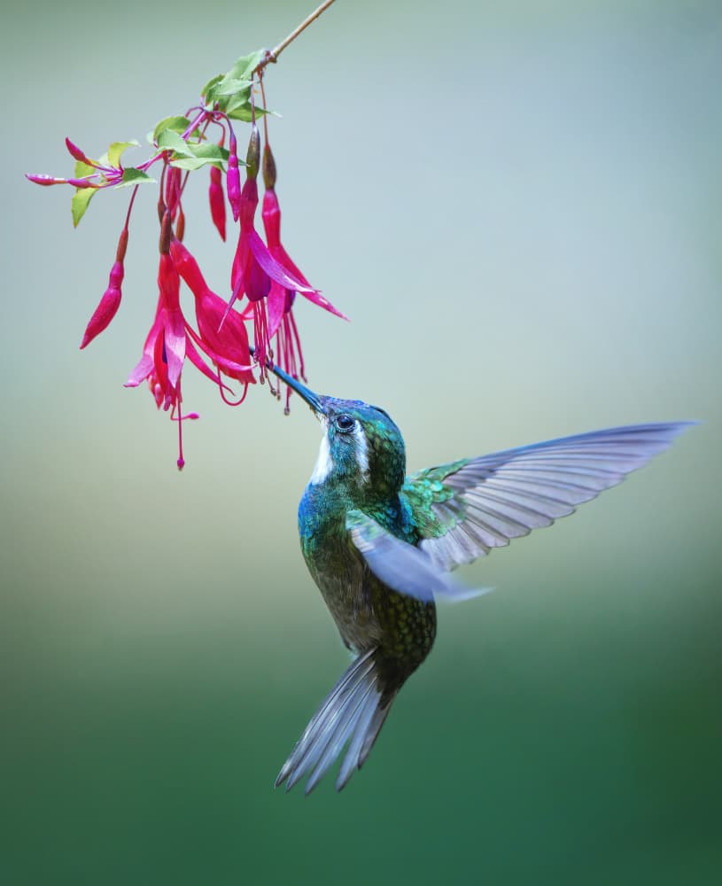 Hummingbird Feeds Fuchsia by Qing Zhao — canvas wall art