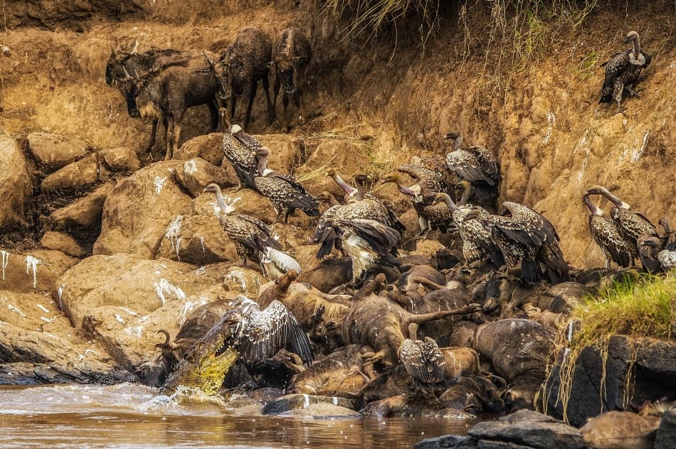 Scavengers at the River Crossing by Mohammed Alnaser — canvas wall art