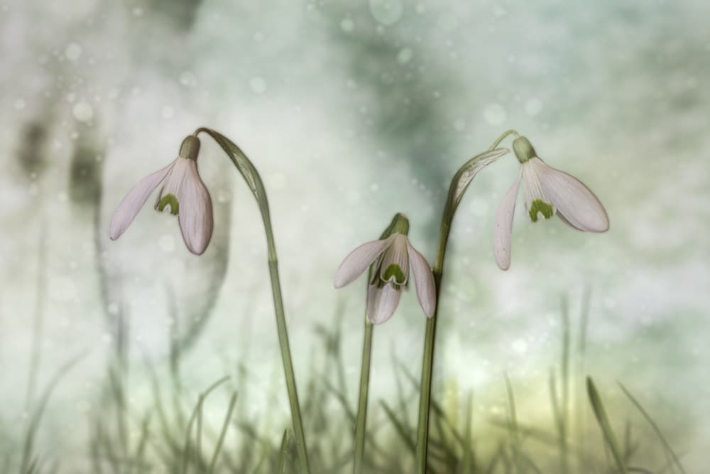 Soft White Snowdrops